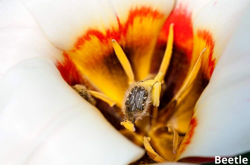 beetle collecting pollen 23102021