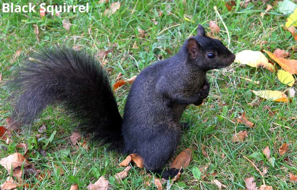 black squirrel with dark fur 17102021