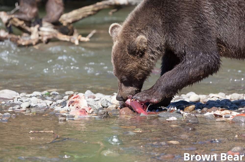 brown bear eating salmon fish 10102021