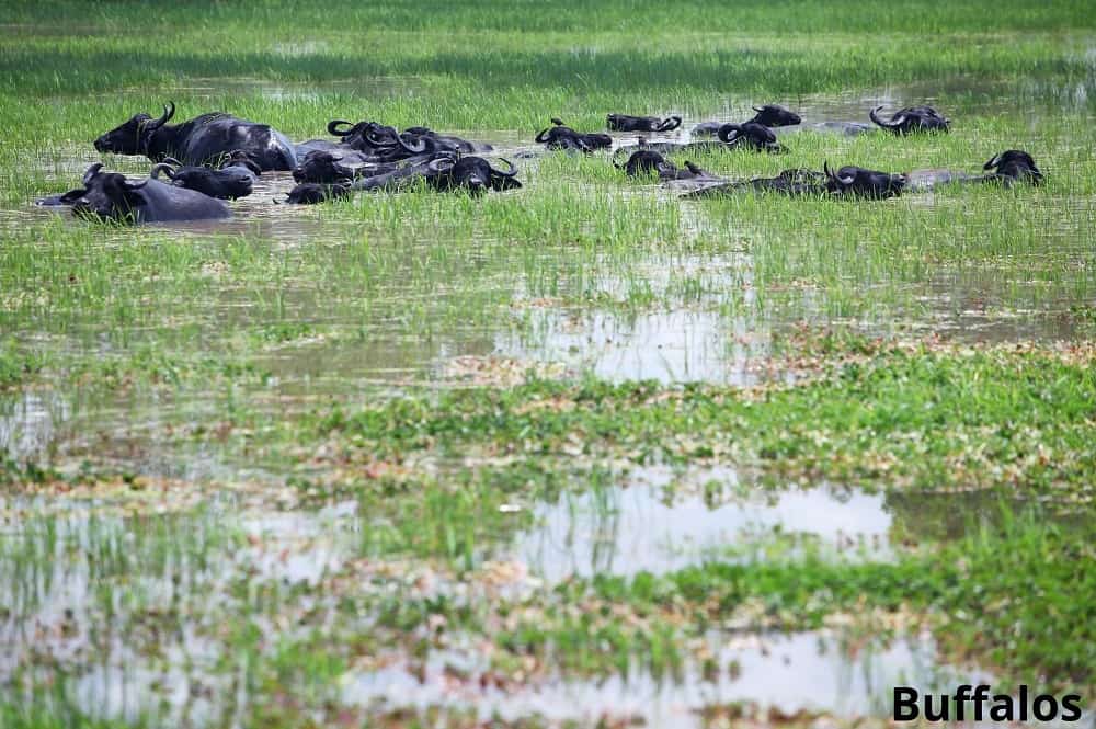 buffalos in swamp 17102021