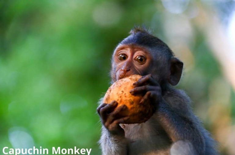 Here Are 6 Awesome Animals That Eat Cacao Animal Quarters