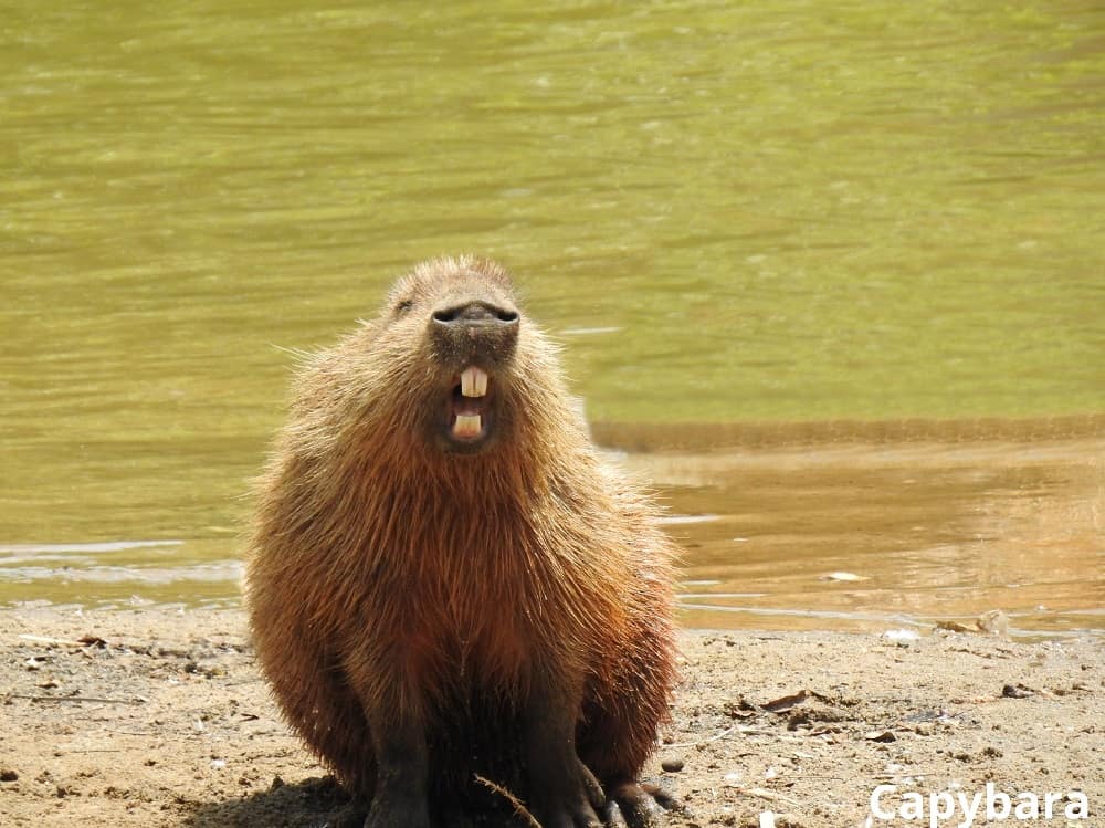 capybara with long teeth 16102021