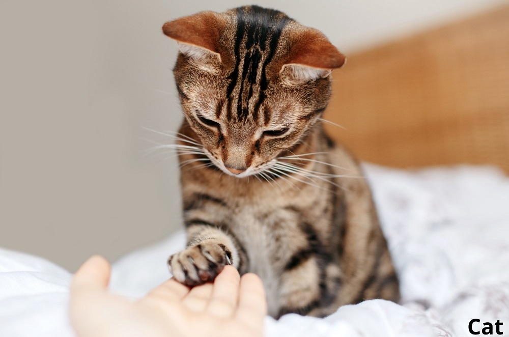 cat getting a paw massage 09102021