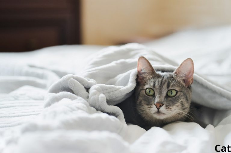 Why Do Cats Hide Under Blankets? (5 Reasons) Animal Quarters
