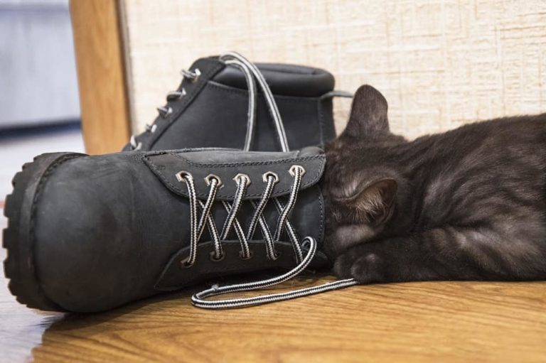 Here's Why Cats Leave Toys In Your Shoes Animal Quarters