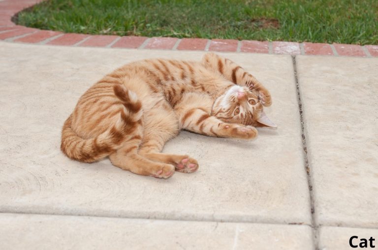 6 Reasons Why Cats Roll Around On Concrete! Animal Quarters