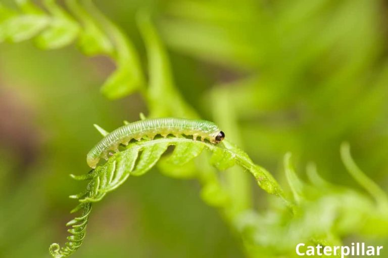 10 Despicable Animals That Eat Fern Plants! Animal Quarters