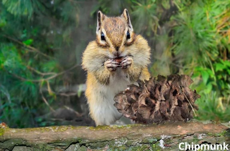 What Animals Eat Pine Cones? (13 Examples + Pictures) Animal Quarters
