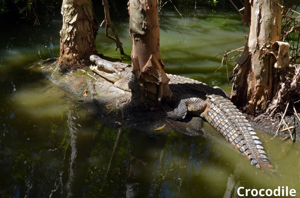 crocodile in swamp 17102021