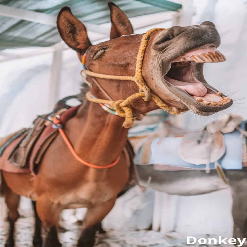 donkey showing long teeth 16102021