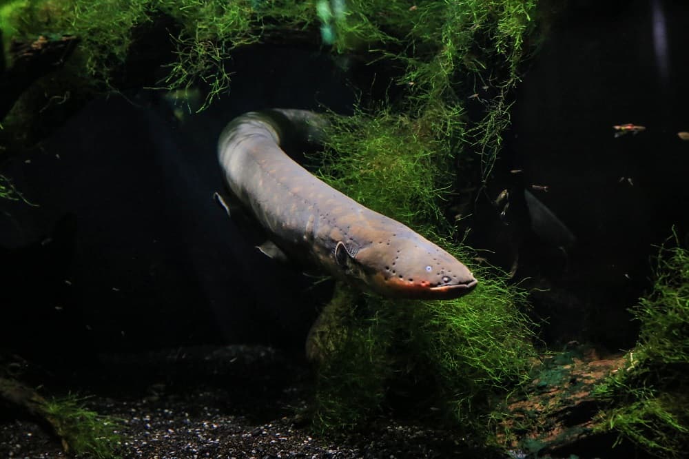 electric eel hunting fish 10102021
