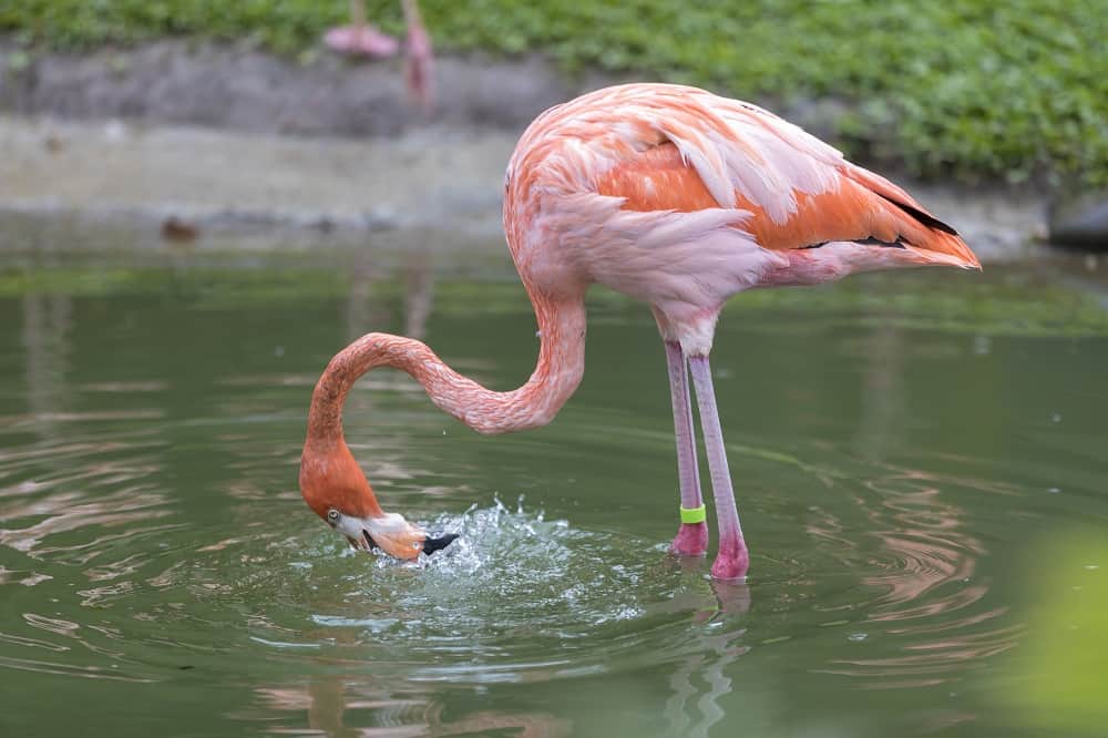 flamingo eating fish 10102021