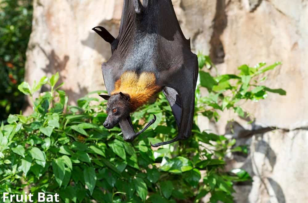 fruit bat 23102021