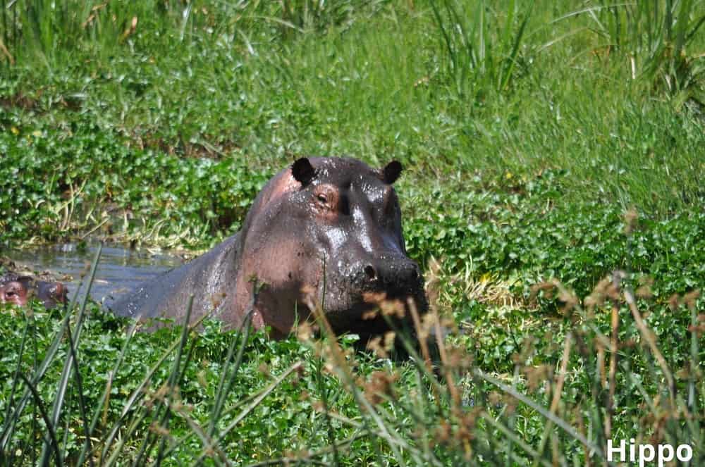 hippo in swamp 17102021
