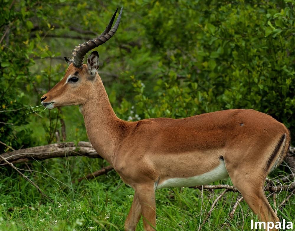 impala animal with curved horns 19102021