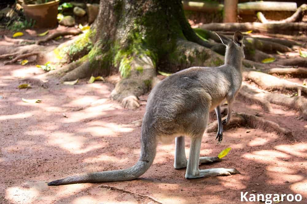 kangaroo long tail 16102021