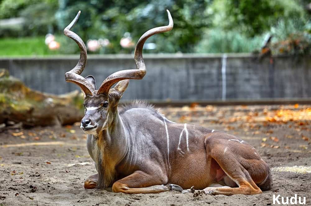 kudu animal with curved horns 19102021