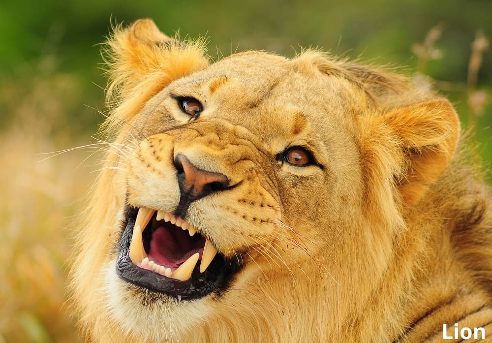 lion with long teeth 16102021
