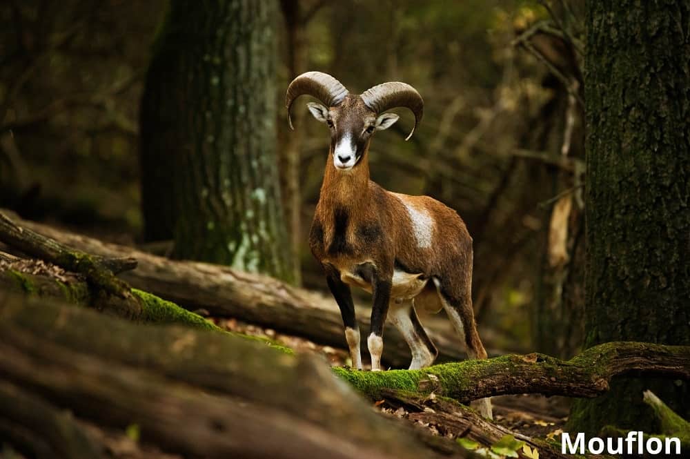mouflon animal with curved horns 19102021