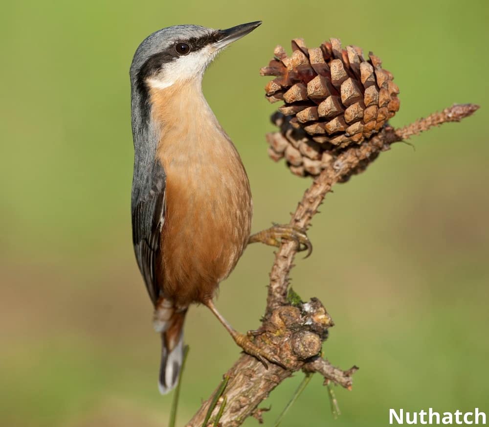 nuthatch eating pine cone 24102021