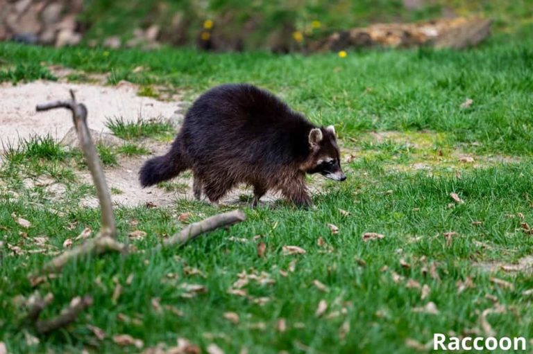 What Eats Lizards? (10 Animals That Eat Lizards) Animal Quarters