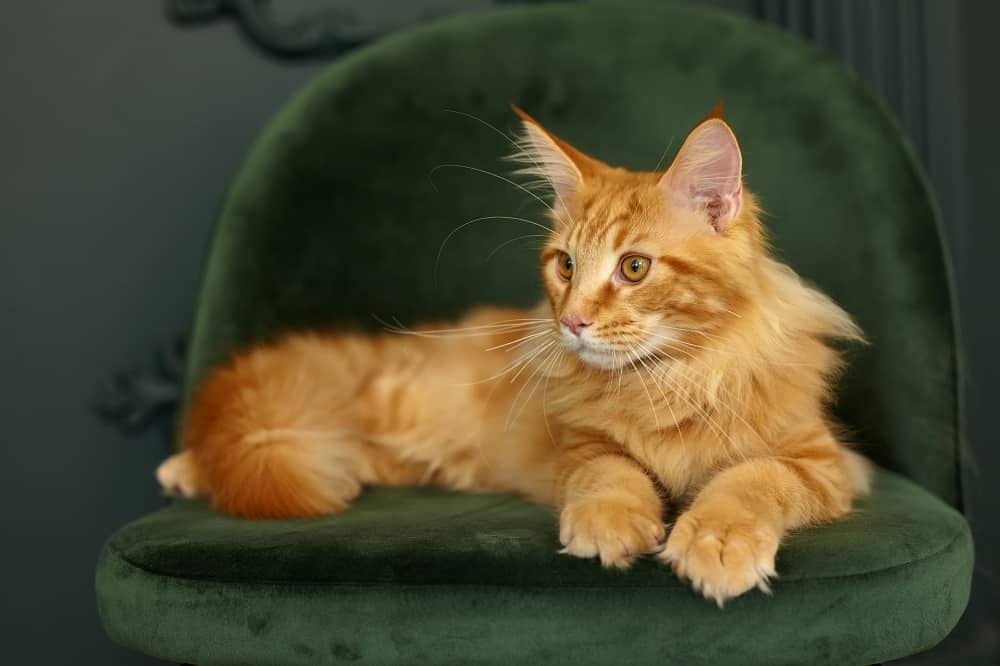 red fluffy maine coon cat sitting in green velvet chair 09102021