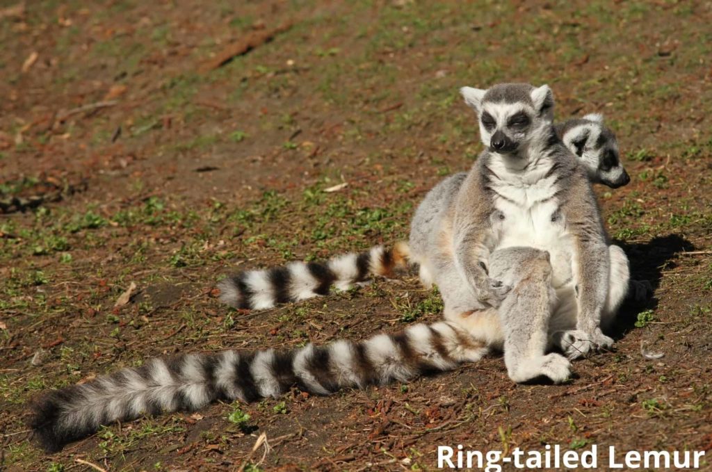 ring tailed lemur 16102021