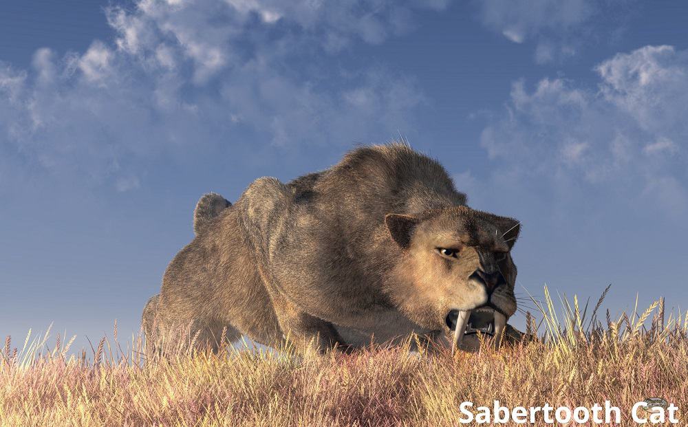 sabertooth cat long teeth 16102021