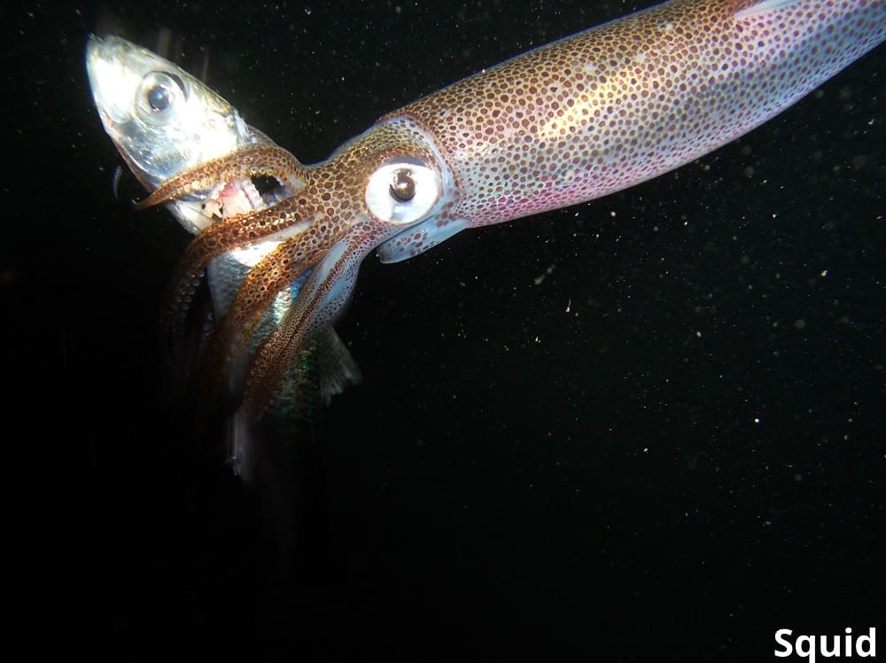 squid eating fish 10102021