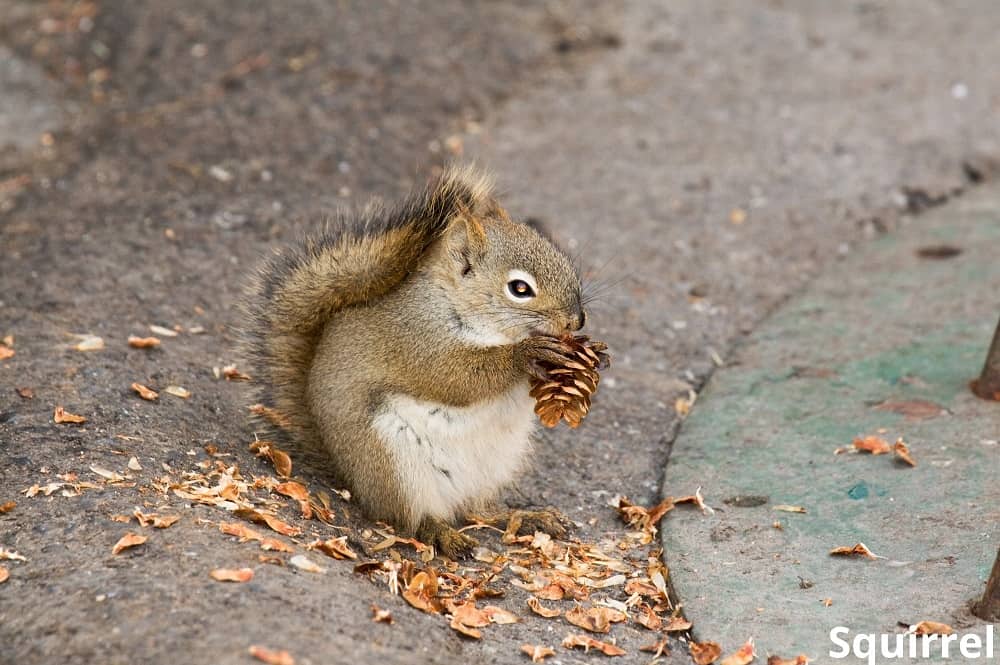 squirrel eating pine cone 24102021