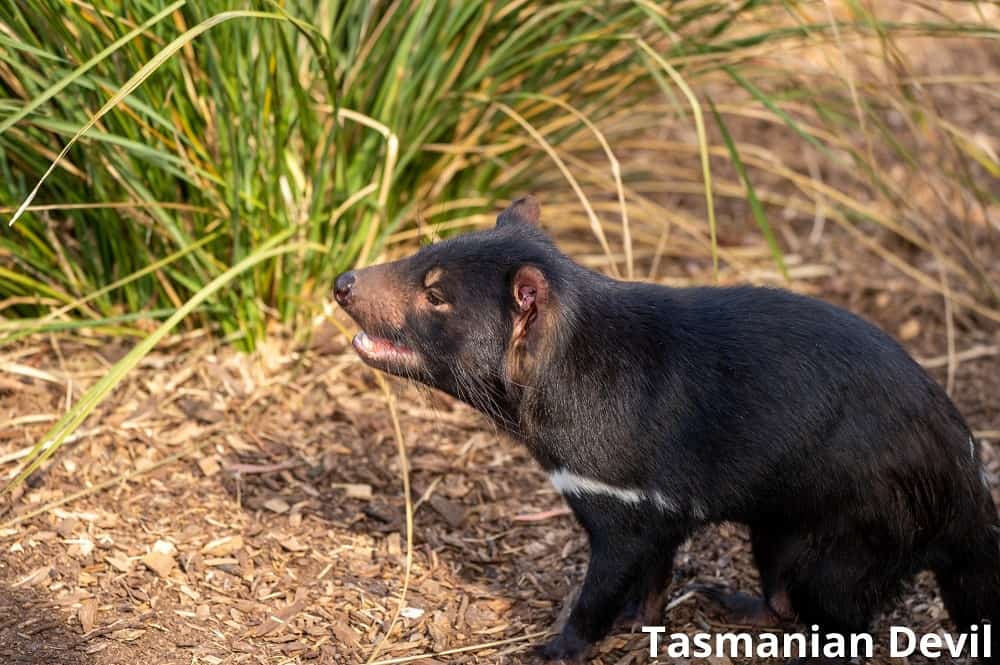 tasmanian devil with dark fur 17102021