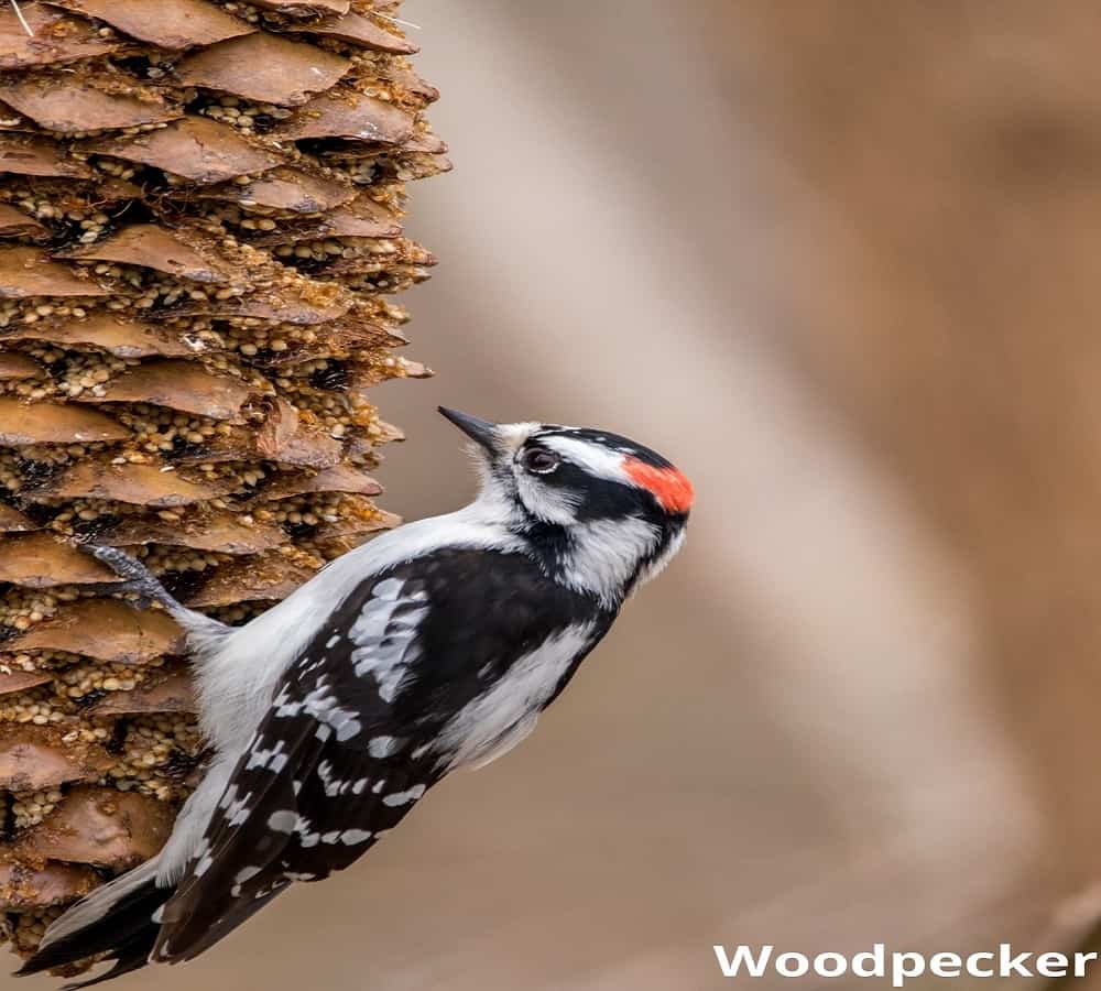 woodpecker eating pine cone 24102021