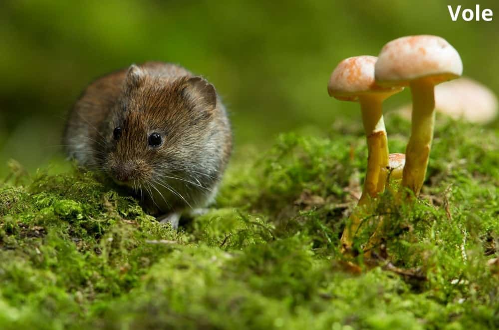 Vole 13112021