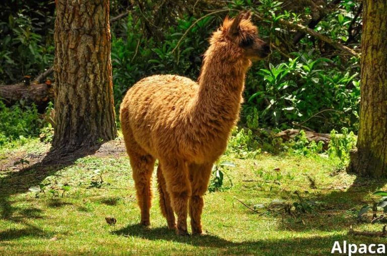 Animals That Give Wool! (9 Wool Producing Animals!) Animal Quarters