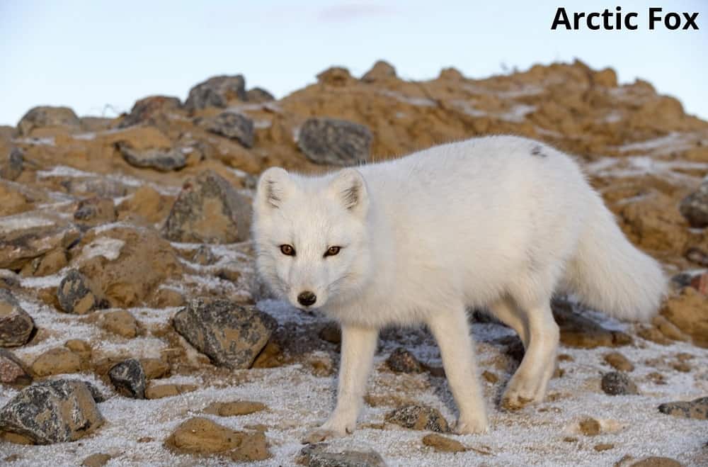 arctic fox in the tundra 20112021