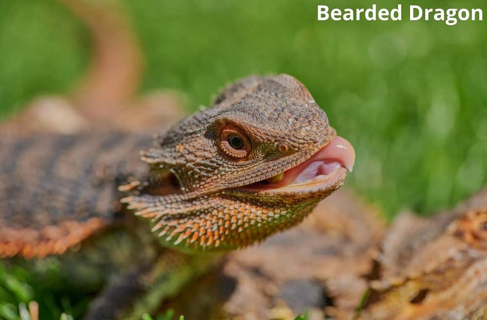 bearded dragon 13112021