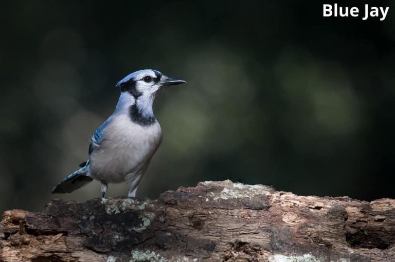 What Eats Lizards? (10 Animals That Eat Lizards) - Animal Quarters What Eats Lizards? (10 Animals That Eat Lizards) - Animal Quarters