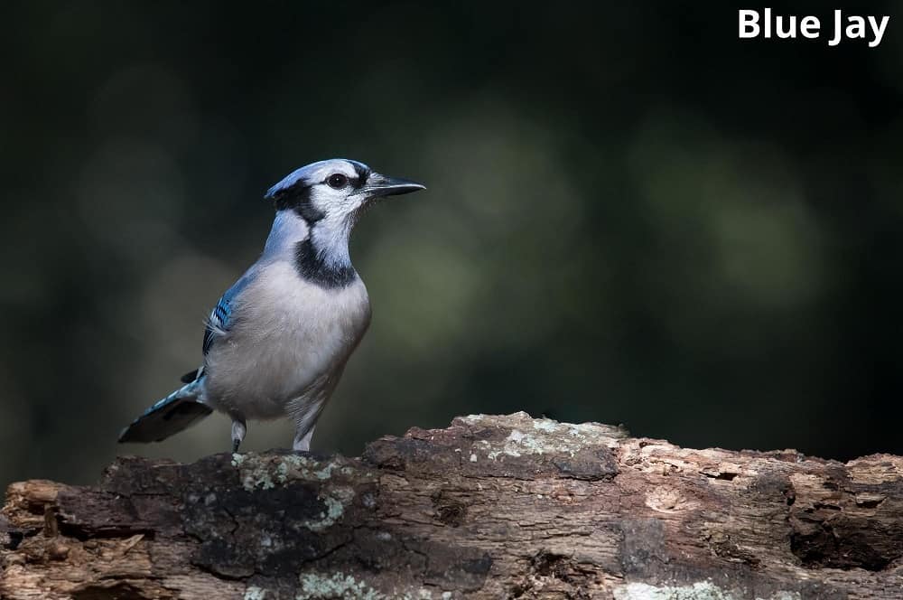 blue jay 06112021