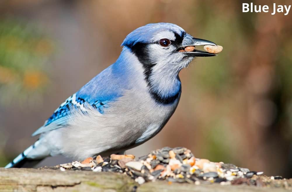 blue jay eating almond 21112021