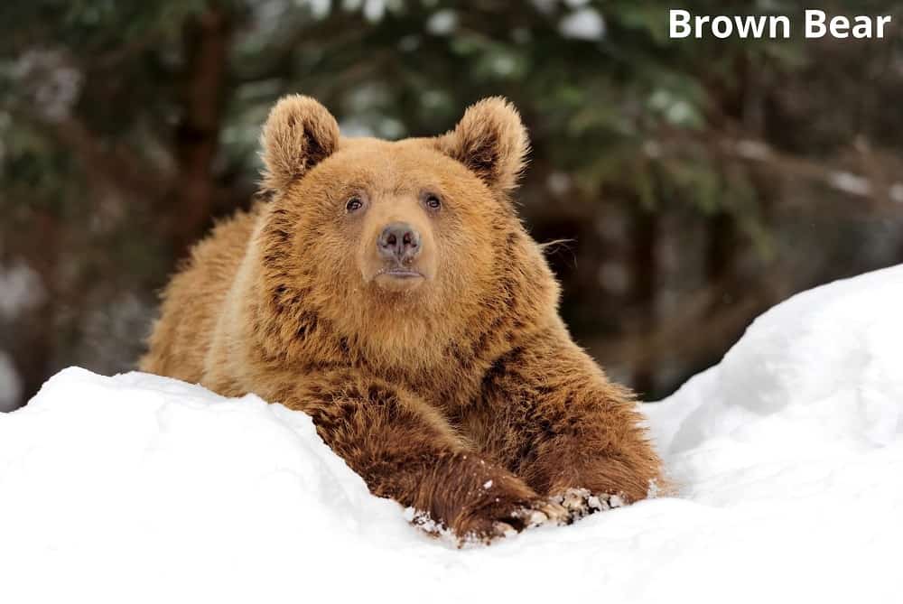 brown bear in the tundra 20112021