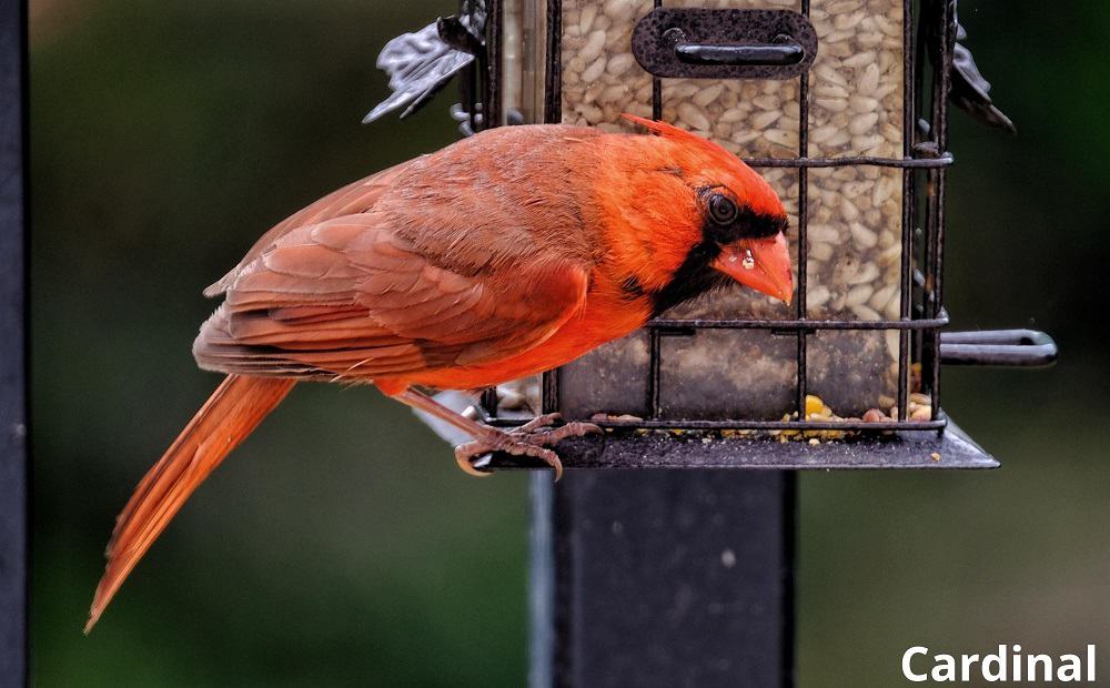 cardinal at bird feeder 20112021