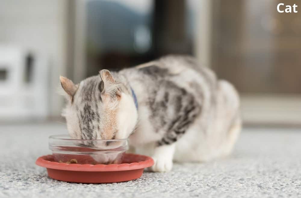 cat eating from food bowl 21112021