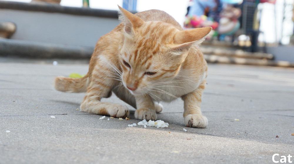 cat eating rice 06112021