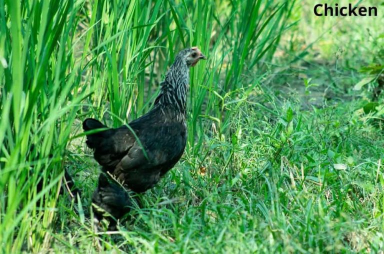 Here Are 8 Fascinating Animals That Eat Kale! Animal Quarters