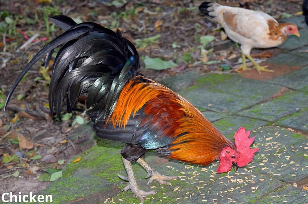 chicken eating rice grains 06112021