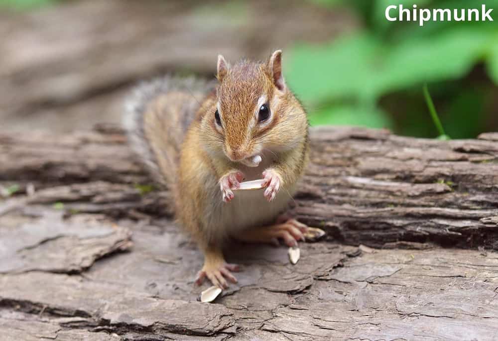 chipmunk eating pumpkin seed 20112021