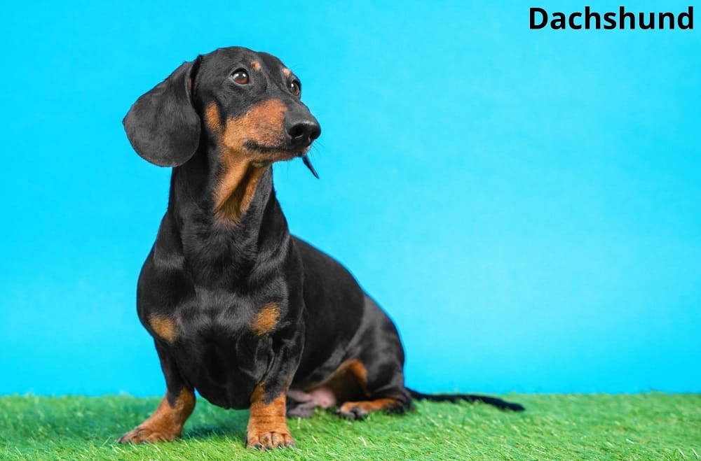 dachshund 29112021