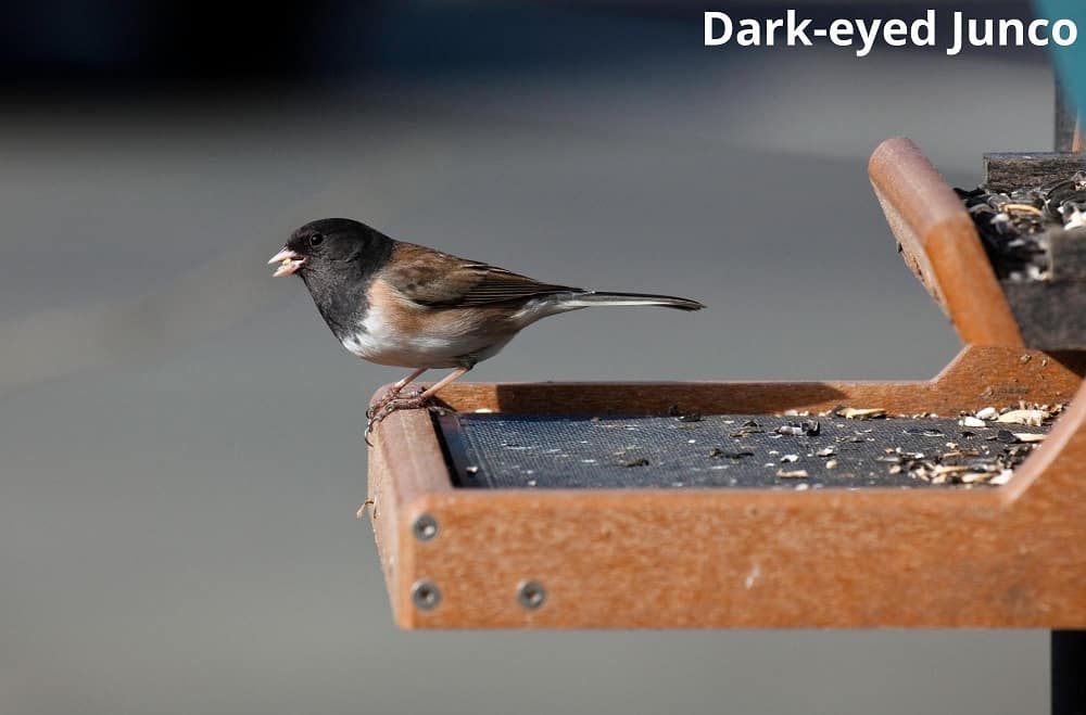 dark eyed junco at bird feeder 20112021
