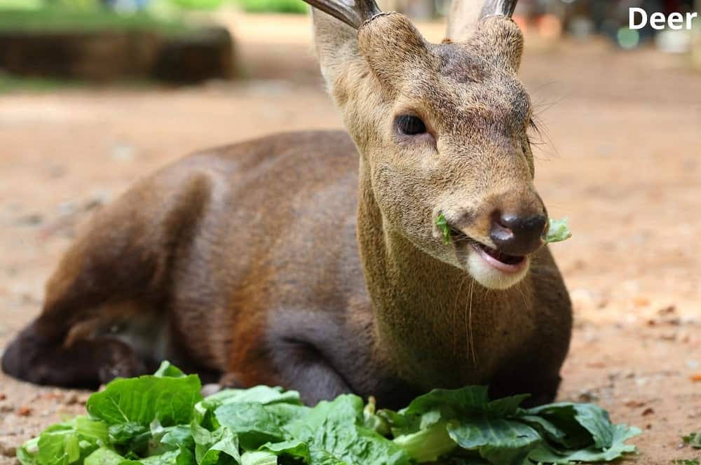 deer eating leafy greens 06112021