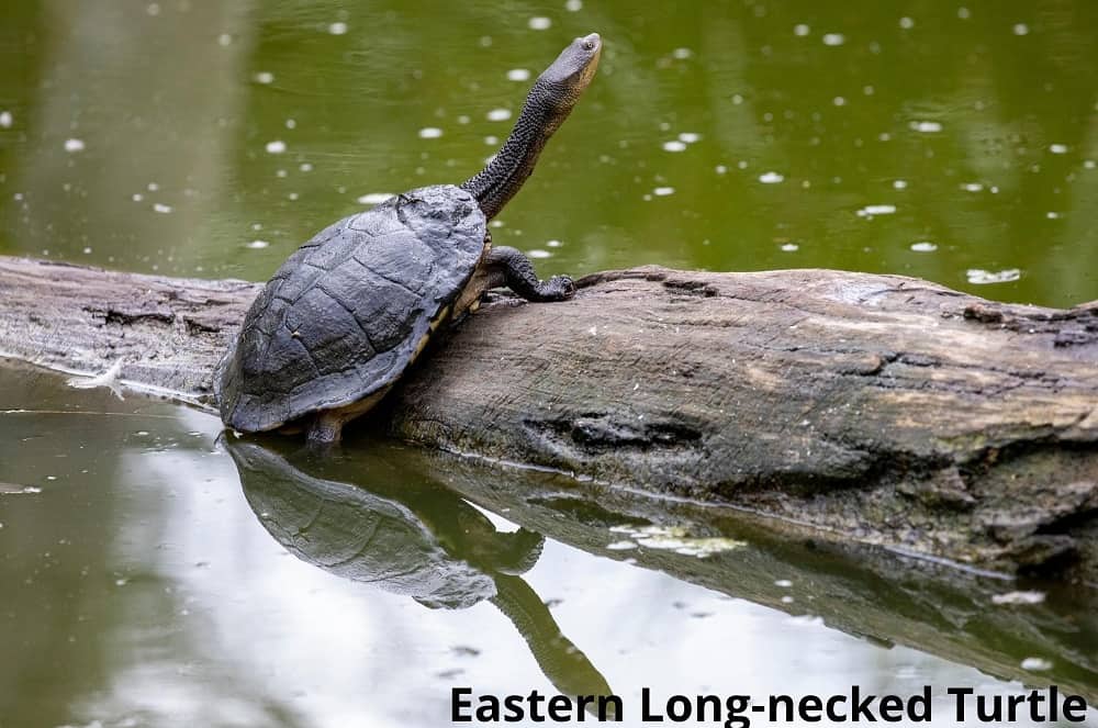 eastern long necked turtle 29112021